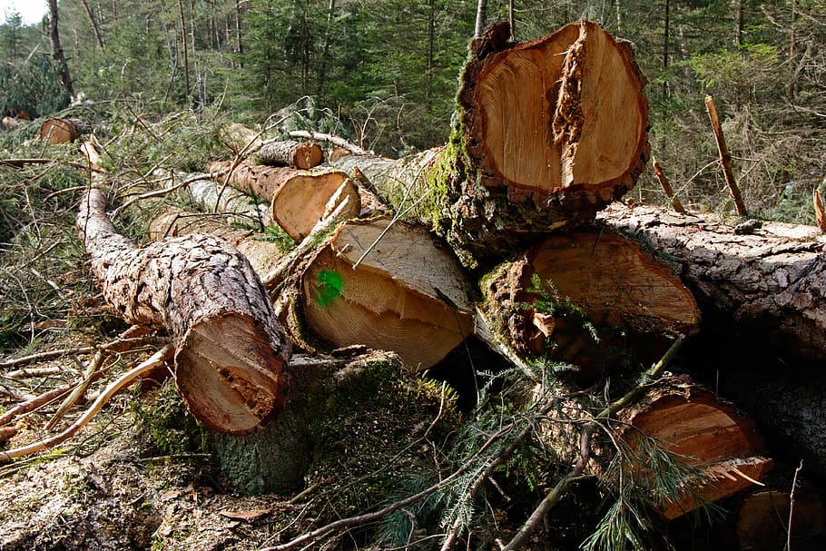 kmeny stromů, řezivo, Borové dřevo, dřevo, borovice, dřevařské práce, holzstapel, surovina, les, Příroda, kmenů, protokolování, palivové dříví, den, nikdo, log, venku, ovoce, strom, dřevo - materiál, odlesňování, dřevařský průmysl, přistát, zásobník, otázky životního prostředí, pole, rostlina, detail, poškození životního prostředí, fosilní palivo, kůra, muchomůrka, 4K