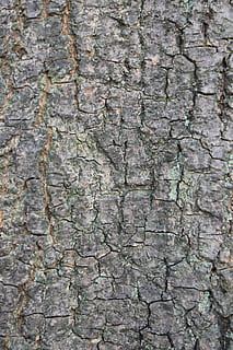 bark, bagagerum, træ, struktur, træbark tekstur, natur, tekstureret, baggrunde, fuld ramme, bygget struktur, mønster, ingen mennesker, tæt på, ru, arkitektur, udendørs, dag, murbygningsfunktion, træstamme, væg, forvitret, revnet, abstrakt, grå, gammel, Stenmur, tekstureret effekt, 5K, CC0, offentligt domæne, royaltyfrie
