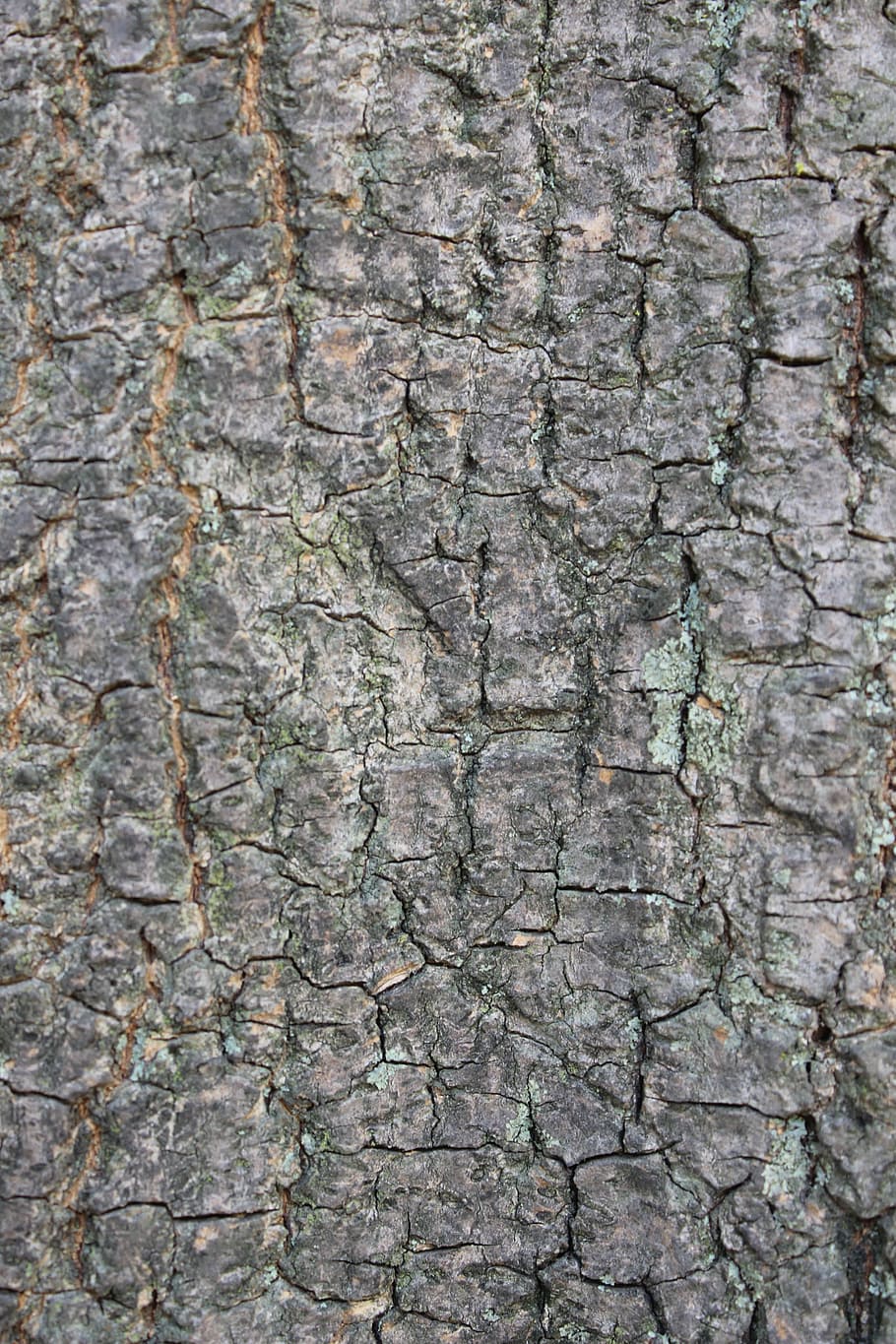 bark, bagagerum, træ, struktur, træbark tekstur, natur, tekstureret, baggrunde, fuld ramme, bygget struktur, mønster, ingen mennesker, tæt på, ru, arkitektur, udendørs, dag, murbygningsfunktion, træstamme, væg, forvitret, revnet, abstrakt, grå, gammel, Stenmur, tekstureret effekt, 5K