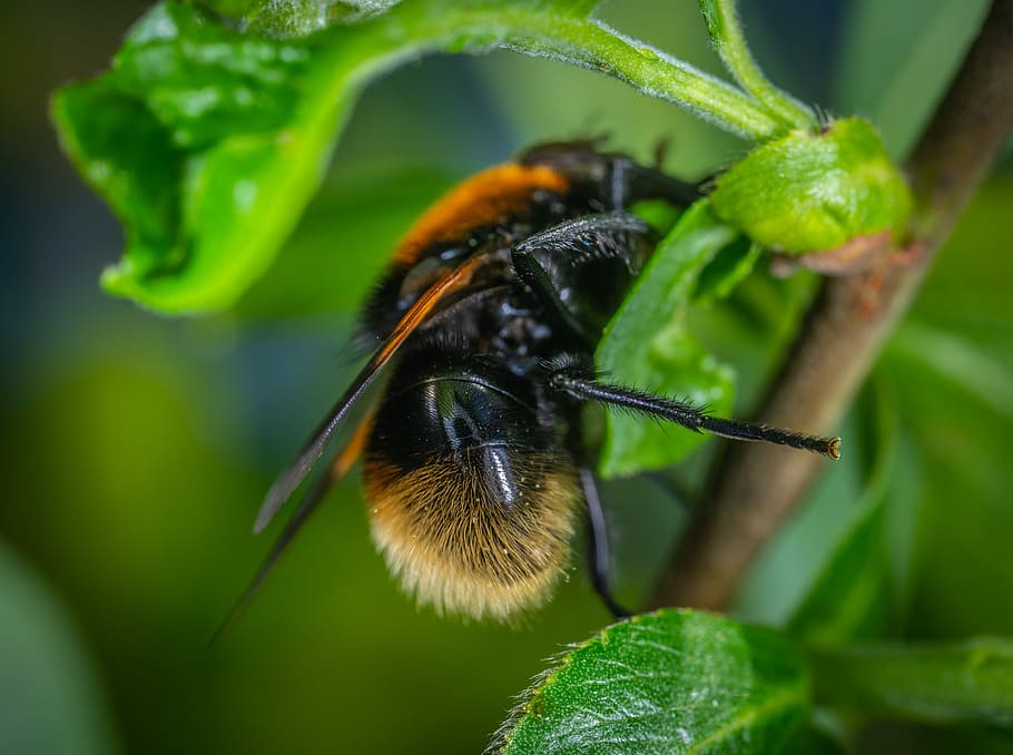 insetto, volare, macro, Popa, invertebrato, un animale, temi animali, animale, animali allo stato selvatico, fauna selvatica, colore verde, foglia, parte vegetale, avvicinamento, pianta, natura, crescita, concentrarsi sulle conoscenze acquisite, giorno, bellezza nella natura, nessuno, messa a fuoco selettiva, ape, bombo, impollinazione, 5K