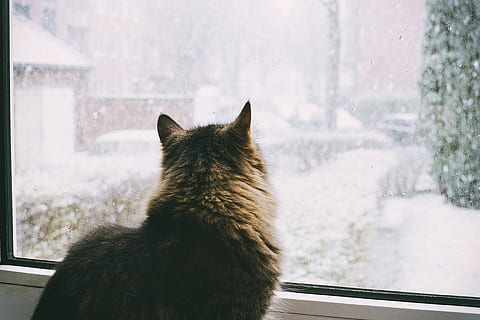 cat watching snow, Cat, snow, animals, domestic Cat, pets, animal, window, cute, looking, feline, domestic Animals, mammal, window Sill, fur, one animal, winter, looking through window, day, animal themes, domestic, glass - material, vertebrate, no people, focus on foreground, outdoors, snowing, whisker, 4K, CC0, public domain, royalty free