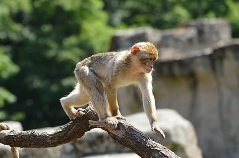 Affe, Berber, Primas, Tier, Tierwelt, wild, Zoologie, Säugetier, Spezies, Wildnis, Umgebung, draußen, Natur, ein Tier, Tag, Tierthemen, Tiere in freier Wildbahn, Wirbeltier, Fokus auf den Vordergrund, Baum, keine Leute, in voller Länge, Ast, suchen, Sitzung, 1080P, CC0, gemeinfrei, lizenzfrei