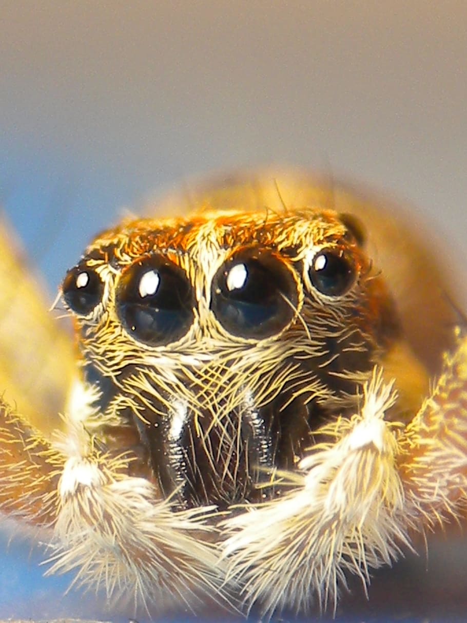 ragno, insetto, ragno, insetto, un animale, fauna selvatica, temi animali, animale, animali allo stato selvatico, nessuno, avvicinamento, parte del corpo animale, occhio animale, ragno saltatore, invertebrato, occhio, concentrarsi sulle conoscenze acquisite, natura, in casa, testa di animale, artropodo, aracnide, 2K