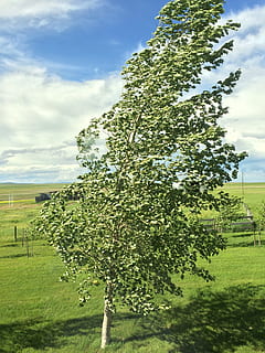 vent, arbre, naturalesa, medi ambient, verd, caure, sol, planta, paisatge, full, temporada, temps, agricultura, creixement, núvol - cel, color verd, cel, camp, bellesa a la natura, herba, terra, dia, escena tranquil·la, tranquil·litat, cap gent, escenics - natura, llum solar, a l'aire lliure, 2K, CC0, domini públic, lliure de regalies