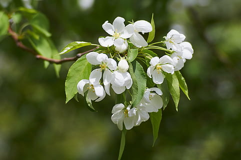 a inflori, măr, primăvară, copac, grădină, apple-floare, ramură, floare, planta cu flori, plantă, frumusețe în natură, prospeţime, fragilitate, vulnerabilitate, creştere, culoare alba, petală, a închide, inflorescenţă, să se concentreze asupra primelor elemente, natură, cap de floare, zi, inflori, nici o persoana, parte a plantelor, în aer liber, floare de cires, cires, 4K, CC0, domeniu public, fără drepturi de autor