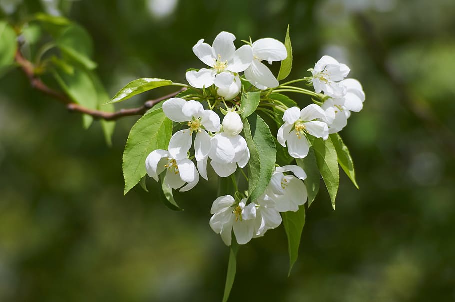 a inflori, măr, primăvară, copac, grădină, apple-floare, ramură, floare, planta cu flori, plantă, frumusețe în natură, prospeţime, fragilitate, vulnerabilitate, creştere, culoare alba, petală, a închide, inflorescenţă, să se concentreze asupra primelor elemente, natură, cap de floare, zi, inflori, nici o persoana, parte a plantelor, în aer liber, floare de cires, cires, 4K