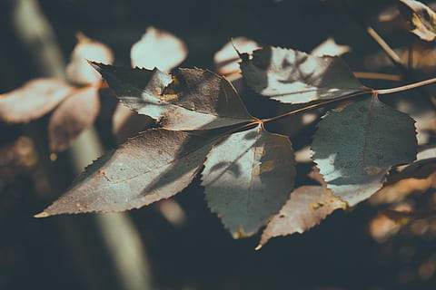 grøn, blade, nærbillede fotografering, sunlights, blad, plante, træ, sollys, skygge, plante del, tæt på, tør, efterår, natur, lave om, ingen mennesker, dag, skønhed i naturen, fokus på forgrunden, sårbarhed, skrøbelighed, udendørs, vækst, bladvenen, naturlig tilstand, tørret, visnet plante, 5K, CC0, offentligt domæne, royaltyfrie