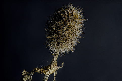 Makro, tot, Blume, kreativ, Kunst, tote Blume, Bild, Natur, Pflanze, Samen, Löwenzahn, Nahansicht, Wachstum, Nacht-, keine Leute, ein Tier, schwarzer Hintergrund, Tierthemen, Baum, draußen, Studioaufnahme, kopieren sie platz, Schönheit in der Natur, Gras, Ruhe, Flachwinkelansicht, getrocknete Pflanze, trocken, Ast, Himmel, 4K, CC0, gemeinfrei, lizenzfrei