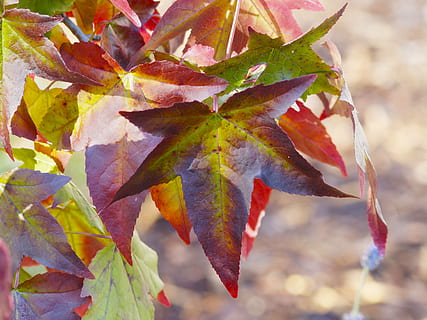 Blätter, Laub, fallen, farbig, Herbstblätter, Makro, Natur, rot, Ahornblätter, roter Strauch, Herbst, Blatt, Jahreszeit, draußen, Gelb, mehrfarbig, Pflanzenteil, Veränderung, Nahansicht, Ahornblatt, keine Leute, Schönheit in der Natur, Fokus auf den Vordergrund, Tag, Pflanze, Ahornbaum, Wachstum, Baum, Zerbrechlichkeit, Blattvene, natürlicher Zustand, 2K, CC0, gemeinfrei, lizenzfrei