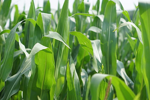 Kornfeld, Mais, Feld, Landschaft, Mais, Feld, Landwirtschaft, Acker-, Maiskolben, Maispflanzen, Pflanze, Natur, Ernte, Grün, Anbau, Getreide, Serie, Blätter, Futtermais, Sommer-, Tierfutter, Blatt, Sonne, Lebensmittel, grüne Farbe, Wachstum, Gemüse, Schönheit in der Natur, Pflanzenteil, Land, keine Leute, Tag, Nahansicht, Fokus auf den Vordergrund, Frische, draußen, Getreidepflanze, ländliche Szene, Plantage, Grashalm, 5K, CC0, gemeinfrei, lizenzfrei