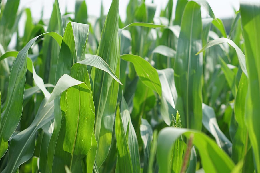 campo di mais, paesaggio, Mais, campo, agricoltura, arabile, pannocchia, piante di mais, pianta, natura, raccogliere, verde, coltivazione, cereali, serie, le foglie, mais da foraggio, estate, cibo per animali, foglia, sole, cibo, colore verde, crescita, verdura, raccolto, bellezza nella natura, parte vegetale, terra, nessuno, giorno, avvicinamento, concentrarsi sulle conoscenze acquisite, freschezza, all'aperto, pianta di cereali, scena rurale, piantagione, filo d'erba, 5K