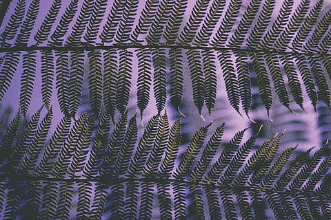 Nahansicht, Foto, Farnblatt, grüne Blattpflanze, Muster, Blatt, Farn, Grün, folage, Vollbild, Hintergründe, keine Leute, Textil-, Tag, grüne Farbe, drinnen, Natur, Pflanze, Baum, Wachstum, Pflanzenteil, lila, Schönheit in der Natur, Blumenmuster, 5K, CC0, gemeinfrei, lizenzfrei