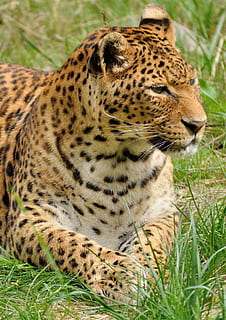 negre, blanc, guepard, verd, camp de gespa, lleopard, depredador, gat salvatge, zoo, animal, salvatge, naturalesa, gat, vida salvatge, felí, descans, carnívor, gran, cap, perill, poder, majestuós, criatura, retrat, gat no domesticat, animals a la natura, mamífer, animals de safari, gat gran, Àfrica, un animal, temes d'animals, fauna animal, cap gent, dia, herba, planta, relaxació, carnivora, terra, vertebrats, mirant cap a fora, a l'aire lliure, bigotis, 1080P, CC0, domini públic, lliure de regalies