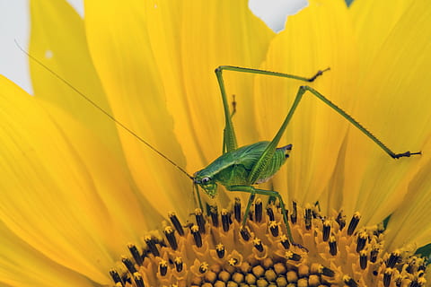 Grün, Cricket hocken, Gelb, Blume, Nahaufnahmen, Sonnenblume, Fehler, Heuschrecke, Insekt, Natur, Pflanze, Sommer-, blühen, Blumen-, Garten, Nahansicht, bunt, Bestäubung, blühende Pflanze, Tierthemen, wirbellos, Zerbrechlichkeit, Tier, Tierwelt, ein Tier, Verletzlichkeit, Schönheit in der Natur, Wachstum, Frische, Tiere in freier Wildbahn, keine Leute, Blütenkopf, Pollen, draußen, Schmetterling - Insekt, 2K, CC0, gemeinfrei, lizenzfrei