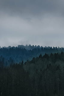 zelená, listoval, strom, zataženo, nebe, daytim, lesních stromů, stromy, borovice, evergreen, smrk, jehličnatý, les, Příroda, krajina, životní prostředí, dřevo, scenérie, přírodní, listy, venkovní, scénický, divoký, divočina, klidný, mlha, klid, nikdo, scén, venku, rostlina, krása v přírodě, klidné scény, scenics - příroda, mrak - nebe, přistát, mimoměstské scény, růst, den, idylický, hora, mlhavý, 5K, CC0, veřejná doména, bez autorských práv