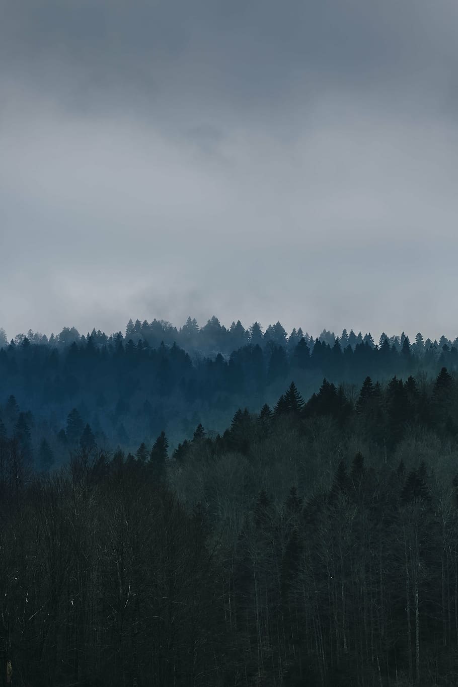 verd, fulles, arbre, ennuvolat, cel, daytim, arbres forestals, arbres, pins, de fulla perenne, picea, coníferes, bosc, naturalesa, paisatge, medi ambient, fusta, natural, fullatge, a l'aire lliure, escènic, salvatge, desert, tranquil, boira, tranquil·litat, cap gent, escenics, planta, bellesa a la natura, escena tranquil·la, escenics - natura, núvol - cel, terra, escena no urbana, creixement, dia, idíl·lic, muntanya, nebulós, 5K