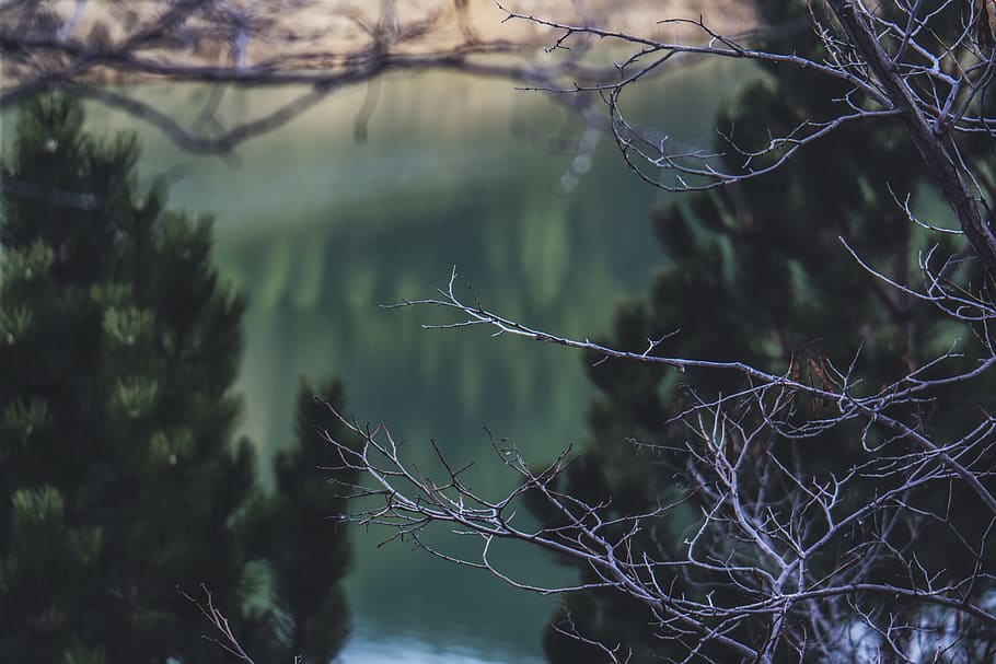llum, alba, paisatge, naturalesa, borrós, branques, fosc, sec, vespre, medi ambient, tarda, caure, fons de pantalla hd, llac, fulles, fons de pantalla de la natura, a l'aire lliure, parc, reflexió, temporada, arbres, aigua, vida salvatge, boscos, arbre, planta, centrar-se en primer pla, branca, cap gent, tranquil·litat, bosc, arbre nu, bellesa a la natura, dia, creixement, terra, escena no urbana, escenics - natura, escena tranquil·la, 5K