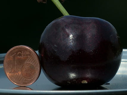 kulatá 1 centová mince, třešeň, velký, obrovský, srovnání velikostí, cent, penny, mince, monstrum třešeň, třešní, letní ovoce, ovoce, jídlo, jídlo a pití, Zdravé stravování, detail, blahobyt, uvnitř, svěžest, finance, nikdo, lilek, studio shot, Příroda, dva objekty, podnikání, zeleniny, skupina objektů, vybavení domácností, organický, 4K, CC0, veřejná doména, bez autorských práv