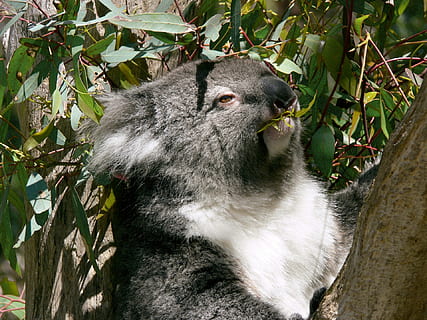 koala, brūna, koka stumbrs, dienas laikā, purvainais, eikalipts, lapas, ēšana, Austrālija, savvaļas dzīvnieki, viens dzīvnieks, zīdītāju, dzīvnieku savvaļas dzīvnieki, dzīvniekiem savvaļā, augu, koks, mugurkaulniekiem, augu daļa, raksturs, nav cilvēku, filiāle, ārā, dienā, meklē prom, meklē, izaugsmi, 1080P, CC0, publiskais domēns, bez atlīdzības