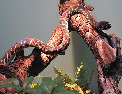 pitón de boelen, serpiente, fauna silvestre, naturaleza, recinto, zoo, morelia boeleni, pitón negro, Nueva Guinea, montañas, reptil, arrastrándose, animal, depredador, no venenosa, fauna animal, un animal, animales en la naturaleza, nadie, temas de animales, de cerca, al aire libre, día, caimán, vertebrado, agua, planta, árbol, luz del sol, vista de alto ángulo, parte del cuerpo del animal, cuello animal, 1080P, CC0, dominio público, libre de derechos