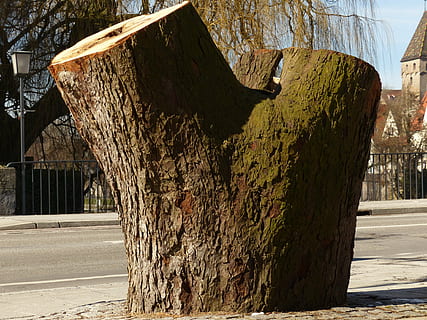 albero, tronco d'albero, segato, rotto, morto, legna, strada, architettura, giorno, struttura costruita, luce del sole, nessuno, natura, legno - materiale, città, all'aperto, tronco, pianta, ombra, mezzi di trasporto, esterno dell'edificio, vecchio, strutturato, abbaiare, 4K, CC0, dominio pubblico, privo di copyright