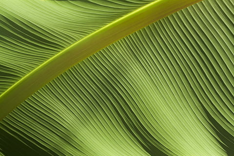 makrofotografering, grønn, bananblad, uten navn, tekstur, blad, linje, rippel, natur, makro, minimal, tropisk, løvverk, mønster, bølgete, frond, stilk, plante del, palmetre, palmblad, tropisk klima, grønn farge, full ramme, bakgrunn, tre, nærbilde, skjønnhet i naturen, anlegg, vekst, naturlig mønster, ingen folk, strukturert, friskhet, blader, abstrakt, utendørs, abstrakte bakgrunner, regnskog, teksturert effekt, 4K, CC0, offentlig domene, opphavsrett gratis
