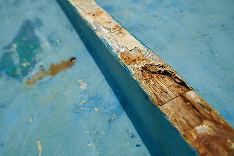 blau, pintat, gastat, textura, fusta, resum, taulers de fibra de fusta, patró, macro, detall, vell, fons, taula, ningú, sòls, detalls de tirs, primer pla, horitzontal, imatges, còpia espai, bonic, decoració, natural, mobles, paret, motiu, perspectiva, cap gent, imatge en color, enfocament selectiu, colors vius, color, patró abstracte, metall, dia, rovellat, material de fusta, temes d'animals, resistent, fauna animal, llangardaix, rèptil, animal, a l'aire lliure, animals a la natura, naturalesa, centrar-se en primer pla, vista d’angle alt, un animal, deteriorament, 8K, CC0, domini públic, lliure de regalies