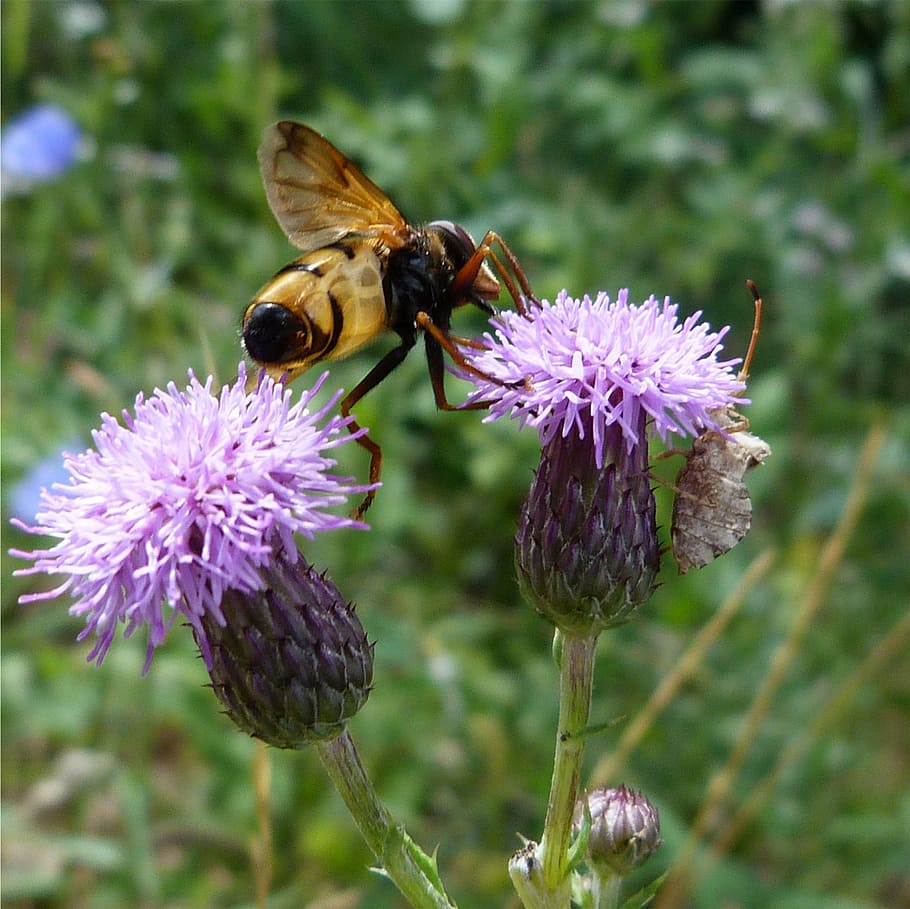tidsel, bi, insekt, blomster, foder, makro, natur, sommer, balance, deling, blomst, bestøvning, plante, tæt på, lilla, blomstrende plante, skrøbelighed, skønhed i naturen, friskhed, hvirvelløse, sårbarhed, dyr i naturen, dyreliv, dyr, dyre temaer, blomsterhoved, kronblad, vækst, fokus på forgrunden, ingen mennesker, 2K