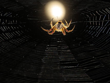 macro, web, cacciatore di ragni, notte, Colombia, insetto, temi animali, un animale, aracnide, animale, ragno, invertebrato, artropodo, animali allo stato selvatico, fauna selvatica, avvicinamento, nessuno, ragnatela, zoologia, natura, all'aperto, giorno, fragilità, modello, gamba animale, 4K, CC0, dominio pubblico, privo di copyright
