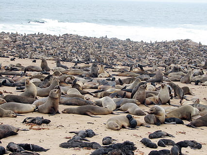 gatear, Namibia, playa, mar, gran grupo de animales, animales en la naturaleza, grupo de animales, temas de animales, fauna animal, agua, animal, vertebrado, nadie, tierra, mamífero, naturaleza, día, mamífero acuático, submarino, sello - animal, relajación, León marino, al aire libre, marina, 1080P, CC0, dominio público, libre de derechos
