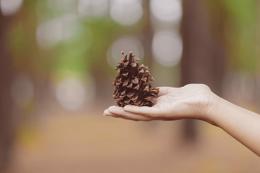 persona que sosté pinecone, persona, celebració, marró, pinya de pi, mà, braç, borrós, dona, sol, cànon, llac, arbre, incendi forestal, bosc, mantingui, a l'aire lliure, fora, mà humana, una persona, menjar i beguda, part del cos humà, centrar-se en primer pla, menjar, primer pla, xocolata, menjar dolç, mans en copa, frescor, dia, naturalesa, adult, ametlla, temptació, berenar, 2K