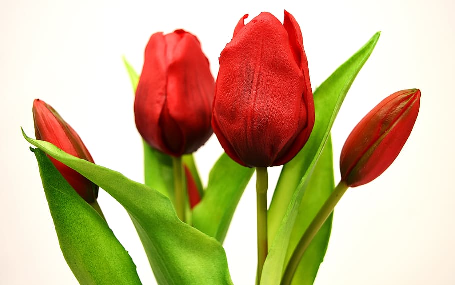 flors de tulipa vermella, tulipes, flors, artificial, primavera, vermell, flor, planta amb flors, planta, bellesa a la natura, tulipa, frescor, tallar, primer pla, color verd, part de la planta, fons blanc, naturalesa, pètal, full, tir de l'estudi, inflorescència, cap de flor, cap gent, arranjament floral, 5K