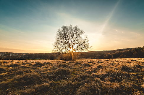 albero a foglie verdi, paesaggio, albero, tramonto, sole, legna, primavera, estate, alberi, natura, cielo, i campi, deserto, campo, terra, albero nudo, ambiente, la tranquillità, bellezza nella natura, scena non urbana, pianta, scena tranquilla, nuvola - cielo, nessuno, scenics - natura, a distanza, luce del sole, all'aperto, isolato, illuminata, 5K, CC0, dominio pubblico, privo di copyright