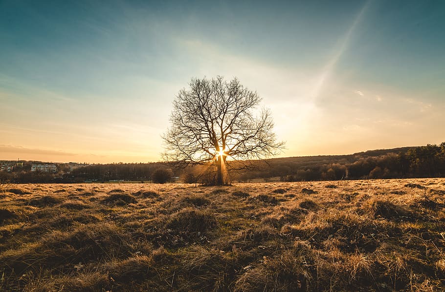 albero a foglie verdi, paesaggio, albero, tramonto, sole, legna, primavera, estate, alberi, natura, cielo, i campi, deserto, campo, terra, albero nudo, ambiente, la tranquillità, bellezza nella natura, scena non urbana, pianta, scena tranquilla, nuvola - cielo, nessuno, scenics - natura, a distanza, luce del sole, all'aperto, isolato, illuminata, 5K