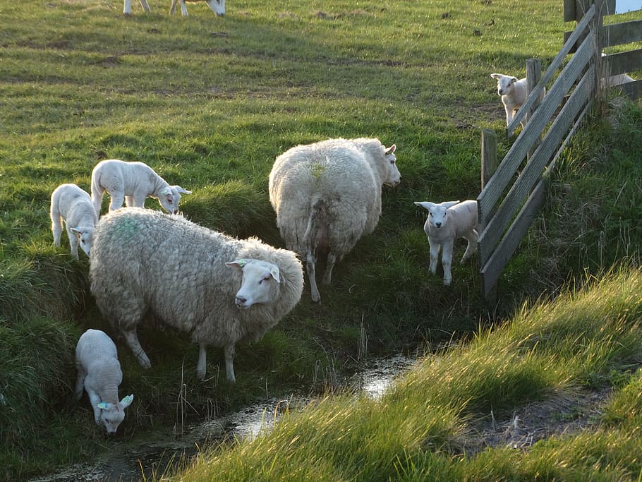 texel, ovelles, xais, primavera, naturalesa, Països Baixos, jove, mamífers, prat, herba, agricultura, frolic, animals de granja, animal, animals, xai, navegador, mamífer, animals domèstics, bestiar, nacional, mascotes, grup d’animals, temes d'animals, vertebrats, planta, terra, camp, cap gent, dia, ramat d’ovelles, herbívors, a l'aire lliure, ramat, 5K