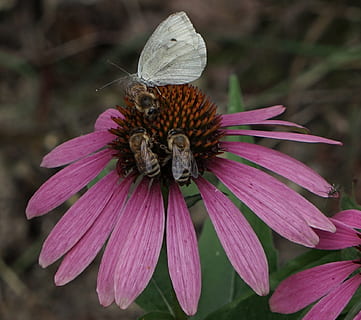 api, insieme, multiculturale, posto per tutti, echinacea purpurea, fragilità, insetto, invertebrato, fiore, temi animali, vulnerabilità, animali allo stato selvatico, bellezza nella natura, fauna selvatica, freschezza, pianta fiorita, avvicinamento, petalo, un animale, pianta, animale, crescita, testa di fiore, infiorescenza, polline, impollinazione, colore rosa, nessuno, ala animale, farfalla - insetto, viola, 1080P, CC0, dominio pubblico, privo di copyright
