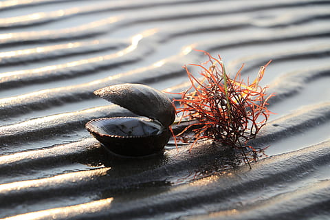 Schale, Strand, Sand, See, Sandstrand, Urlaub, Wasser, nass, Natur, Meer, am Meer, Küste, Strandwasser, keine Leute, Tag, Nahansicht, draußen, Essen und Trinken, Sonnenlicht, Pflanze, selektiver Fokus, High Angle View, Tierwelt, Tier, Land, Lebensmittel, Schatten, Schönheit in der Natur, gesundes Essen, Fokus auf den Vordergrund, Frische, 5K, CC0, gemeinfrei, lizenzfrei