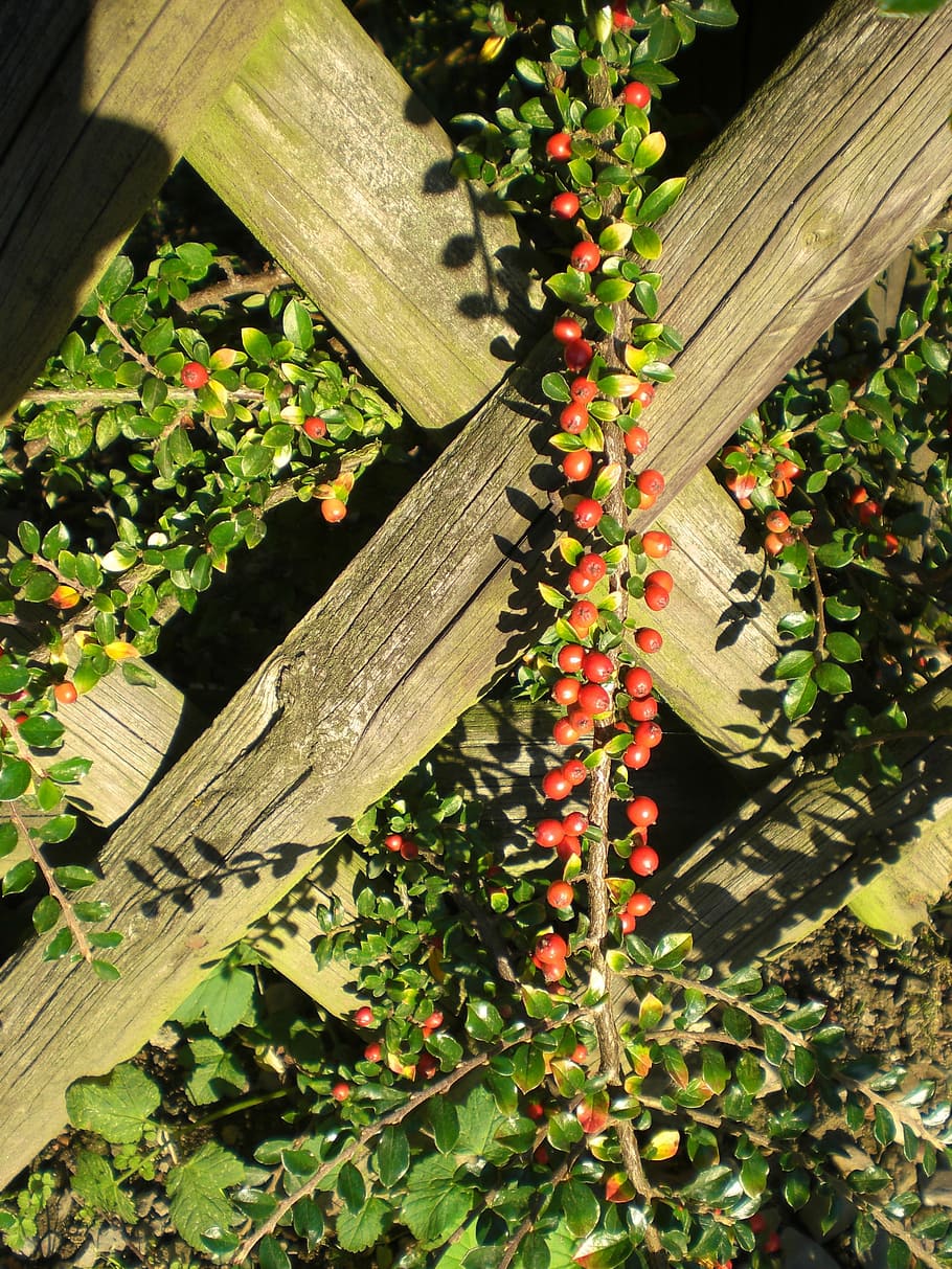 cotoneaster, baies, planta, tanca, vermell, ornamentals, tardor, material de fusta, cap gent, a l'aire lliure, dia, alimentació saludable, naturalesa, flor, planta amb flors, frescor, creixement, primer pla, bellesa a la natura, color verd, fruita, menjar, menjar i beguda, vista d’angle alt, full, davant o pati del darrere, 2K