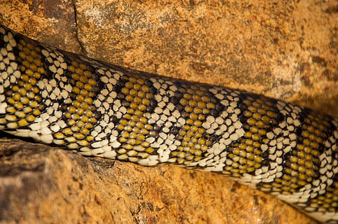 kiliminė python, pythonas, Australija, queensland, gyvatė, odą, modelį, Iš arti, Rokas, laukiniai, ropliai, gyvūnas, laukinės gamtos, pobūdį, vienas gyvūnas, gyvūnų temos, gyvūnams, nėra žmonių, gyvūnų gyvūnija, gyvūnų skalė, gyvūnų kūno dalis, stuburiniai, gyvūnų ženklai, gyvūnų odą, natūralus modelis, dieną, lauke, zoologijos sodas, sutelkti dėmesį į naujas žinias, nuodingas, tekstūruotas efektas, 2K, CC0, Viešasis domenas, nemokamai