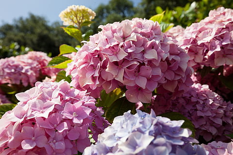 hydrangeas flower, hydrangeas, flowers, hydrangea, genus, hydrangea plants, hydrangeaceae, ornamental shrubs, pink, purple, violet, show flowers, colored sepals, flowering plant, flower, plant, fragility, vulnerability, pink color, beauty in nature, freshness, petal, growth, close-up, nature, inflorescence, flower head, day, focus on foreground, no people, springtime, lilac, outdoors, bunch of flowers, 5K, CC0, public domain, royalty free