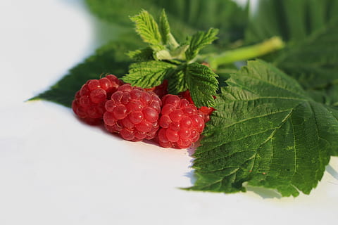 gerds, carta, full, part de la planta, menjar i beguda, menjar, fruita, fruites de baies, alimentació saludable, vermell, frescor, color verd, benestar, primer pla, cap gent, naturalesa, herba, planta, centrar-se en primer pla, fulla de menta - culinària, maduixa, madur, 5K, CC0, domini públic, lliure de regalies