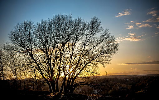sol, arbres, posta de sol, cel, paisatge, silueta, Sol ponent, arbre, bellesa a la natura, planta, escenics - natura, arbre nu, escena tranquil·la, naturalesa, tranquil·litat, núvol - cel, color taronja, cap gent, branca, medi ambient, a l'aire lliure, camp, terra, 2K, CC0, domini públic, lliure de regalies