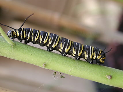 bruco, monarca, insetto, macro, colorato, stelo, pianta, farfalla, natura, animale, avvicinamento, larva, temi animali, fauna selvatica, animali allo stato selvatico, un animale, invertebrato, colore verde, nessuno, parte vegetale, foglia, messa a fuoco selettiva, giorno, concentrarsi sulle conoscenze acquisite, verme, all'aperto, strisciando, 1080P, CC0, dominio pubblico, privo di copyright