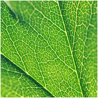 full, estructura, verd, planta, verd, planta, fons, venes de les fulles, color verd, naturalesa, macro, primer pla, part de la planta, vena de la fulla, marc complet, cap gent, bellesa a la natura, creixement, a l'aire lliure, vulnerabilitat, fragilitat, color vibrant, patró, primer pla extrem, botànica, petit, lluminós, 1080P, CC0, domini públic, lliure de regalies
