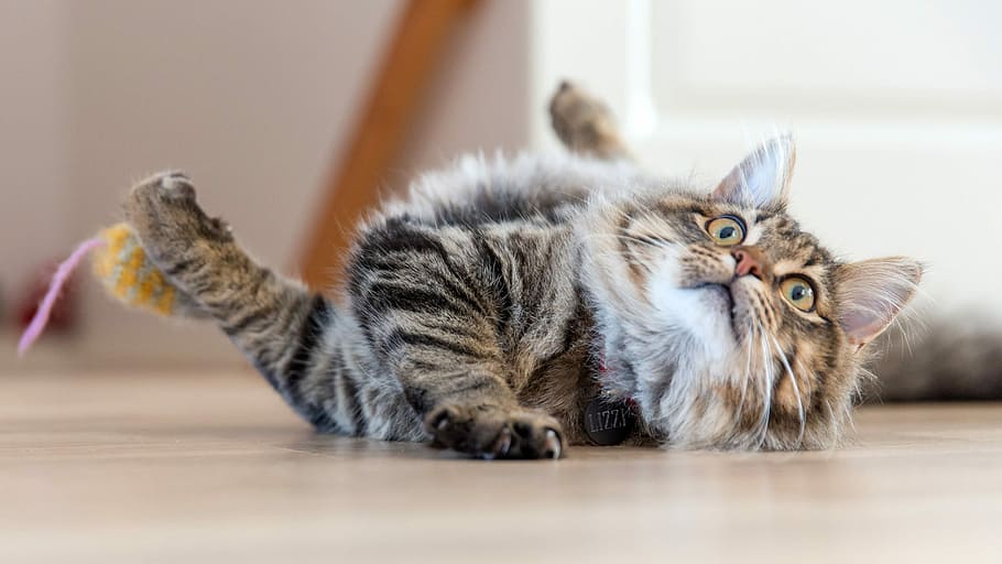 sorprès, pis, gat, a terra, bonic, expressiu, esponjós, foto, mascota, domini públic, gat domèstic, mascotes, animal, gatet, animals domèstics, felí, animal jove, pell, mamífer, tabby, bigotis, mirant, a l'interior, la pota, ratlles, petit, juganer, interior de casa, un animal, mirant la càmera, nacional, retrat, cap gent, sòls, estirat, enfocament selectiu, maine coon cat, 1080P