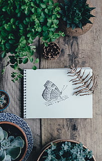 butterfly sketch, white, sketchbook, spiral notebook, surrounded, green, leaf plants, brown, wooden, surface, binding, notebook, table, decoration, wood - Material, food, tree, plant, christmas, no people, nature, high angle view, growth, art and craft, potted plant, indoors, creativity, leaf, plant part, directly above, craft, still life, green color, christmas ornament, 2K, CC0, public domain, royalty free