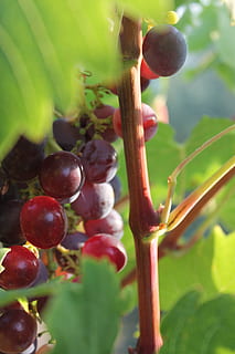 Grapefruit, Cluster, Sonne, grün, Traube, Obst, Sonne, Grün, Landschaft, Natur, Landwirtschaft, Blatt, Lebensmittel, reif, Wachstum, Ast, Pflanze, grüne Farbe, Frische, Sommer-, Ernte, Bündel, Nahansicht, Rebe, organisch, Herbst, Baum, rot, Essen und Trinken, gesundes Essen, keine Leute, Pflanzenteil, Tag, Schönheit in der Natur, Pflanzenstamm, Wohlbefinden, selektiver Fokus, draußen, 4K, CC0, gemeinfrei, lizenzfrei