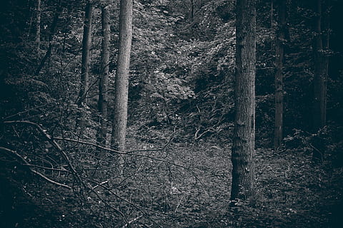 forêt, des arbres, la nature, paysage, branche branche, ambiance, forêt de conte de fées, feuilles, bois, plante, flore, l'automne, sombre, foncé, mystique, menaçant, bizarre, terrifiant, noir blanc, noir et blanc, contraste, arbre, des bois, hiver, en plein air, paysages, personne, brouillard, tronc d'arbre, journée, terre, tronc, tranquillité, croissance, scène tranquille, scène non urbaine, beauté dans la nature, paysages - nature, éloigné, bois - matériau, région sauvage, 4K, CC0, domaine public, libre de droits