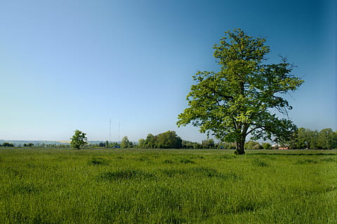 Baum, Gras, Wiese, Landschaft, Natur, Grün, Himmel, Frühlingslandschaft, Feld, Landwirtschaft, Bauernhof, Pflanze, Umgebung, grüne Farbe, Schönheit in der Natur, Wachstum, Szenen - Natur, Land, Ruhe, klarer Himmel, ruhige Szene, keine Leute, Nicht-städtische Szene, Blau, Tag, draußen, 5K, CC0, gemeinfrei, lizenzfrei