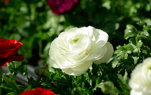 blomster, forår, blomstring, blomstrende plante, skønhed i naturen, blomst, plante, kronblad, sårbarhed, Rose, friskhed, skrøbelighed, rosenblomst, tæt på, blomsterhoved, blomsterstand, hvid farve, natur, vækst, dag, ingen mennesker, plante del, blad, udendørs, blødhed, 2K, CC0, offentligt domæne, royaltyfrie